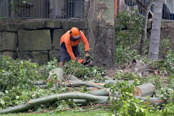 How Our Tree Care Process Works  in  Lindale, TX